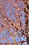 CERCIDIPHYLLUM JAPONICUM WITH MALE FLOWERS