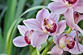 CYMBIDIUM ARABIAN NIGHTS COOKBRIDGE