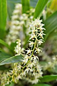 DENDROCHILUM GRACILE