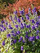 ACONITUM CARMICHAELII ARENDSII, MONKSHOOD