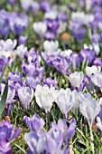 CROCUS VERNUS, DUTCH CROCUS