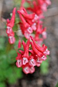 CORYDALIS SOLIDA SUBSP. TRANSSYLVANICA