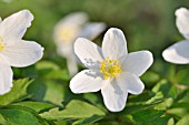 ANEMONE NEMOROSA