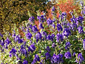 ACONITUM CARMICHAELII ARENDSII, MONKSHOOD