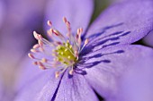 HEPATICA NOBILIS