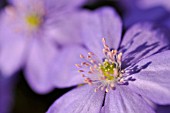 HEPATICA NOBILIS