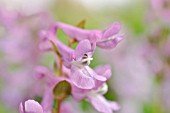 CORYDALIS CAVA