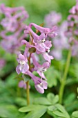 CORYDALIS CAVA