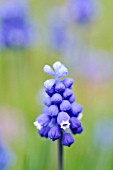 MUSCARI NEGLECTUM