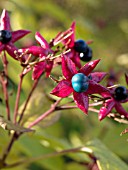 CLERODENDRON TRICHOTOMUM VAR. FARGESII,
