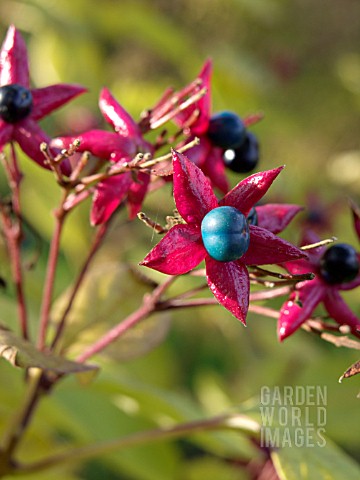 CLERODENDRON_TRICHOTOMUM_VAR_FARGESII