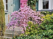 RHODODENDRON DAURICUM SYN. R. SICHOTENSE