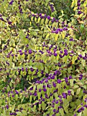 CALLICARPA DICHOTOMA, BEAUTYBERRY