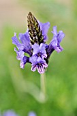 LAVANDULA MULTIFIDA