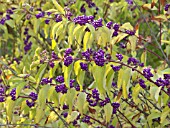 CALLICARPA DICHOTOMA, BEAUTYBERRY