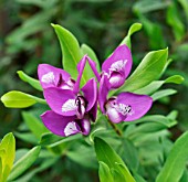 POLYGALA MYRTIFOLIA