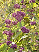 CALLICARPA CATHAYANA, BEAUTYBERRY