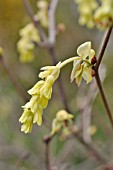 CORYLOPSIS SPICATA