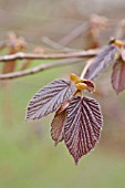 CORYLUS MAXIMA PURPUREA