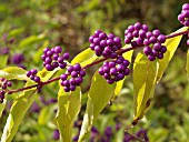 CALLICARPA DICHOTOMA, BEAUTYBERRY