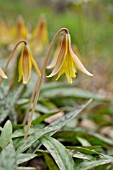 ERYTHRONIUM AMERICANUM,