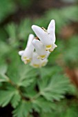 DICENTRA CUCULLARIA