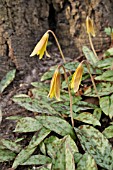 ERYTHRONIUM AMERICANUM