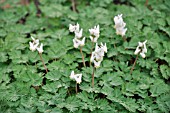 DICENTRA CUCULLARIA