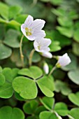 OXALIS ACETOSELLA