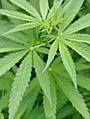 CANNABIS SATIVA VAR. SATIVA, HEMP