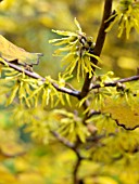 HAMAMELIS VIRGINIANA, AMERICAN WITCH HAZEL