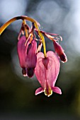 DICENTRA EXIMIA, FRINGED BLEEDING HEART