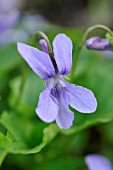 VIOLA CANADENSIS