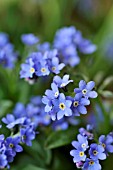 MYOSOTIS SYLVATICA