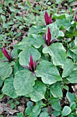 TRILLIUM CUNEATUM