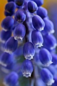 MUSCARI ARMENIACUM