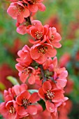 CHAENOMELES JAPONICA