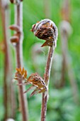 OSMUNDA REGALIS