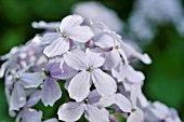 LUNARIA REDIVIVA