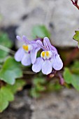 CYMBALARIA MURALIS