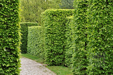 CARPINUS_BETULUS_HEDGE