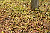 EPIMEDIUM X VERSICOLOR