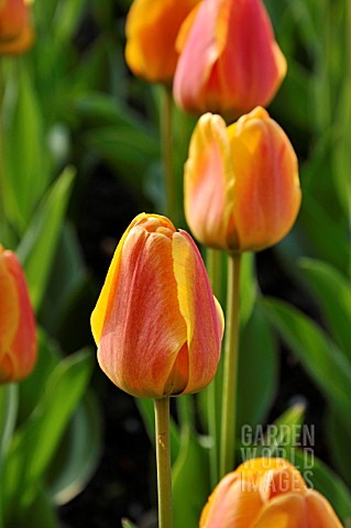 TULIPA_BEAUTY_OF_APELDOORN