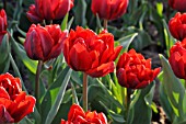 TULIPA UNCLE TOM