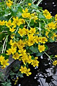 CALTHA PALUSTRIS