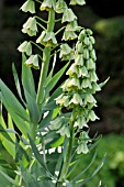 FRITILLARIA PERSICA IVORY BELLS