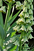 FRITILLARIA PERSICA IVORY BELLS