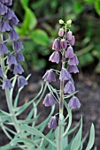 FRITILLARIA PERSICA