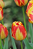 TULIPA APELDOORNS ELITE