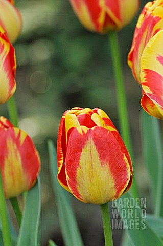 TULIPA_APELDOORNS_ELITE